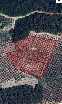 Ayçiçek Gayrimenkulden Satılık Zeytinlik