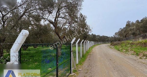 Platform Emlaktan Eski Altınova Yoluna Cephe Bakımlı Zeytinlik