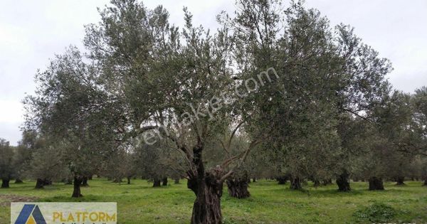 Platform Emlaktan Eski Altınova Yoluna Cephe Bakımlı Zeytinlik