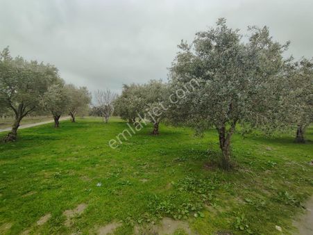 Satılık Zeytinlik 2500 M2 Manisa Saruhanlı Kepenekli