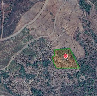 4 Parça Tapulu Satılık Zeytinlik