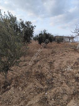 Güngör İnşaat Emlak Tan Satılık Bağ Evi