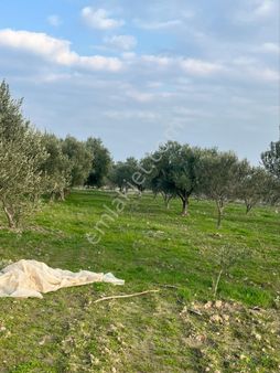 Paşaköy Satılık 2 Tapulu Zeytinlik 6500m2 Toplam