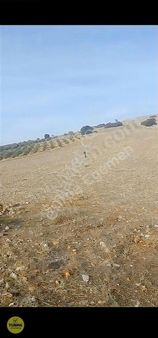 Saruhanlı Lütfiye Köyü 6200 M2 Satılık Tarla