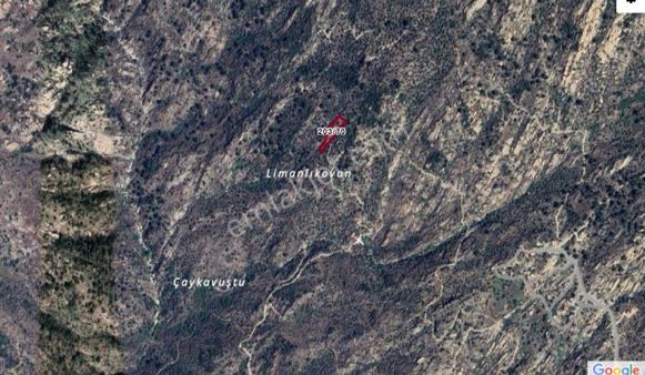 Elvan Özçelik'den Çamlıyurt'ta Satılık Zeytinlik