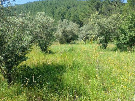 Niligo'dan Dalaman Kızılkaya Köyünde 2527 M2 Zeytinlik