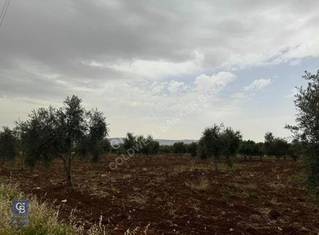 Coldwell Banker Golddan Satılık 17 Dönüm Köşebaşı Arazi