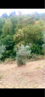 Uygun Fiyat!! Çepni'de 962 M2 Satılık Tarla (takas Olur)