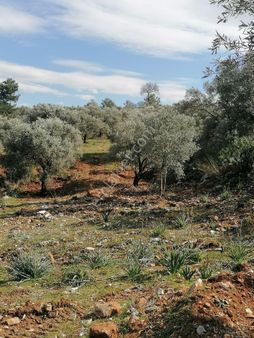 Muğla Fethiye Gökben Mahallesinde Tarla