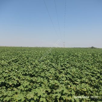 Ceyhan Satılık 1000 Dönüm Tarla