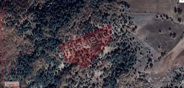 Recep Ümit Emlak'tan Dağküplü'de Orman İçi Satılık 9 Dönüm Tarla