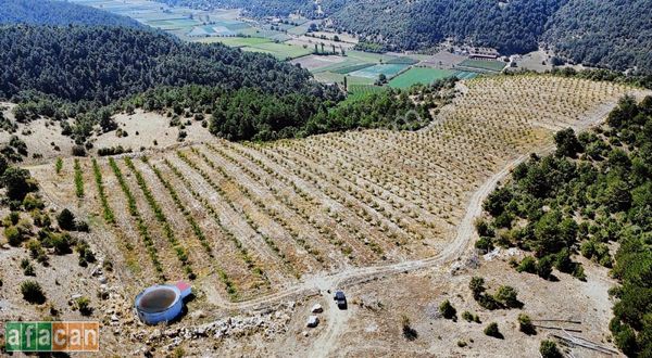 Salihlide Satılık Chandler Ceviz Bahçesi 99 Dekar Elk. Su Var