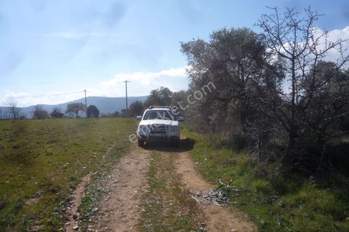 İzmir Torbalı Gold Emlaktan Satılık Zeytinlik