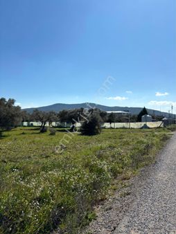İzmir Torbalı Gazi Mustafa Kemal’de Müstakil Tapu Zeytinlik