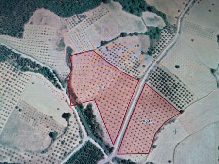 Muğla Menteşe 23.650m2 Yetişkin Verimli Zeytinlik