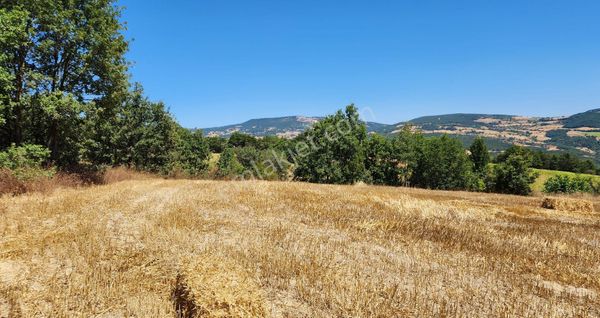 Lavanta Üretimine Uygun Satılık Tarla