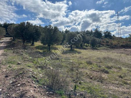 Akhisar Dingillerde 11.860mt Satılık Yola Sıfır Tarla