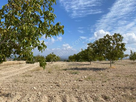 Denizli Pamukkale Yeniköy'de 16 Buçuk Dönümlük Ceviz Tarlası