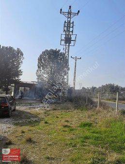 Pegasus'tan Sarıçam Yarımcada Satlık Zeytin Bağı