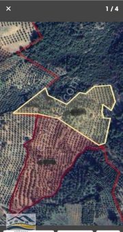 Manisa Akhisar Seğidim Satılık Zeytinlik 7.000.000tl