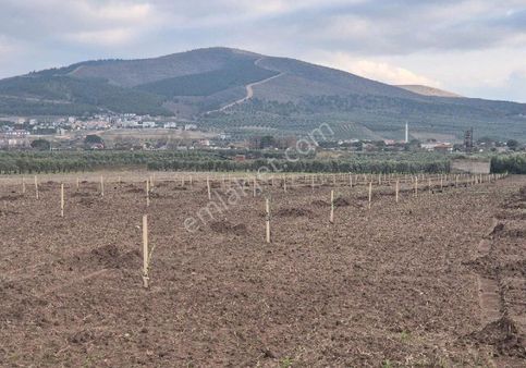 Manisa Akhisar Kayalıoğlu Mh.satılık 13.000m2 Zeytinlik 13.500.000tl
