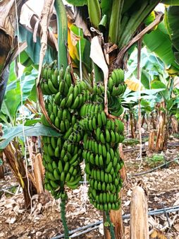 Antalya Gazipaşa Satilik Avkoda Bahcesi
