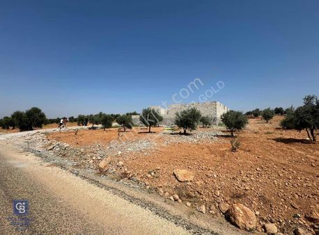 Cb Gold'dan Demirışık'ta Satılık Yol Üstü Bağevlik Zeytinlik