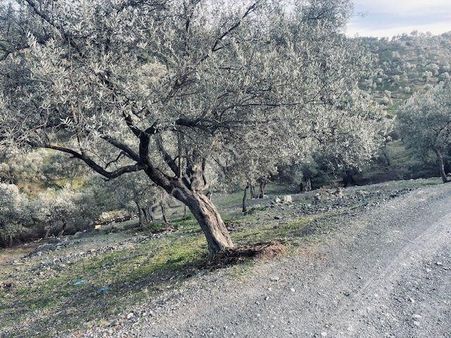 109- Köy Merkezine Yakın Zeytinlik