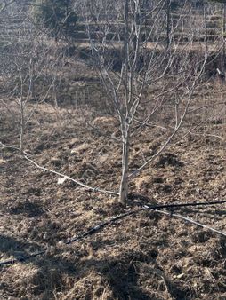 Asya Evim Gayrimenkulden Kıraç Mahallesin De Satılık Fındık Bahçesi