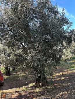 İznik Hisardere Köyünde Satılık 470m2 Bakımlı Zeytin Bahçesi
