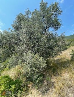 Dereköy De Göl Manzaralı 16950 M2 Satılık Zeytin Bahçesi
