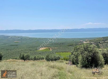 Tamamı İznik Gölü Manzaralı 4412 M2 Satılık Zeytin Bahçesi