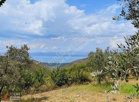 Derbent Köyünde Göl Manzaralı Yüksek Getirili Zeytin Bahçesi