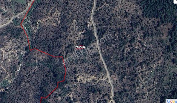 Elvan Özçelik'den Ortaköy'de Satılık Zeytinlik