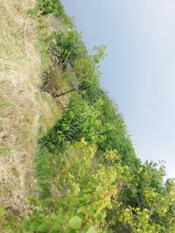 Manisa Şehzadeler Karaoglanli 350 M2 Tek Tapu Meyve Bahcesi