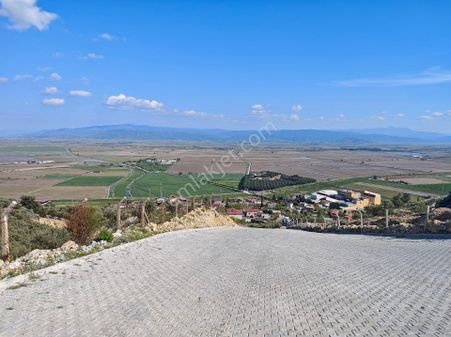 Satılık Yatırımlık Zeytinlik