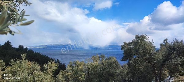 Dialog Baki'den Bursa Mudanya Kumyaka Köyünde Satılık Zeytinlik