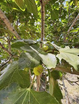 Arazi Uzmanından Milas Akçalı Yaylasında 810 M2 Zeytinlik