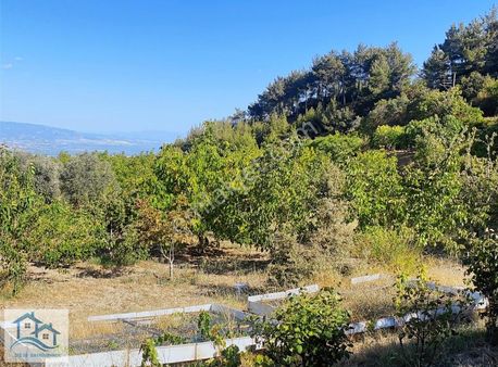 Denizli Buldan Bursa Mahallesinde Satılık Bağ Evli Ceviz Bahçesi