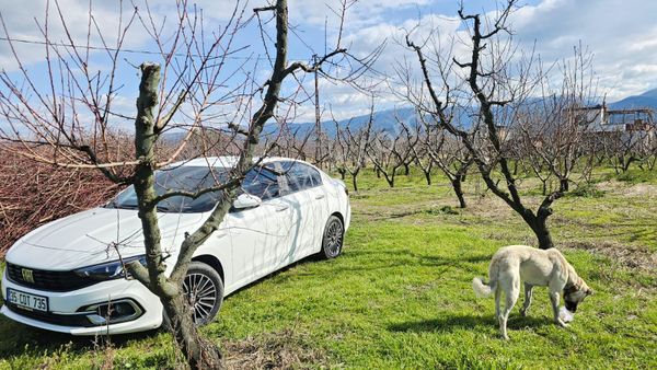 Kemalpaşa Bağyurdunda Tek Tapu Kelepir Bahçe