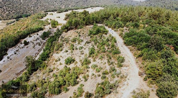 Bursa Yenişehir Yarhisar Mahallesin'de Satılık Tarla