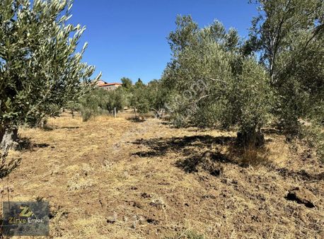 Ayvalık Cunda Adasında Denize 130 Metre Mesafede Tarla