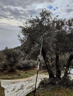 Bayındır Zeytinova'da Satılık Zeytinlik