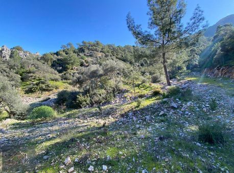 Türkbükü Anayol Üzerinde 8 Dönüm** Zeytinlik Yola Cepheli Tarla