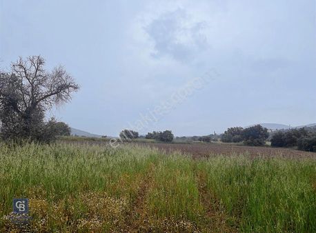 Milas Kuzyaka Köyünde Yatırımlık Tarla