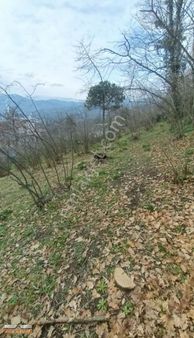 Ordu Yemişli Mahallesinde Satılık 1.560 M2 Fındık Bahçesi