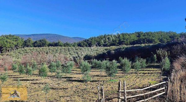 Yağcılı Köyü Mevki 1.758 Dönüm Tek Tapu Trilya Bahçesi