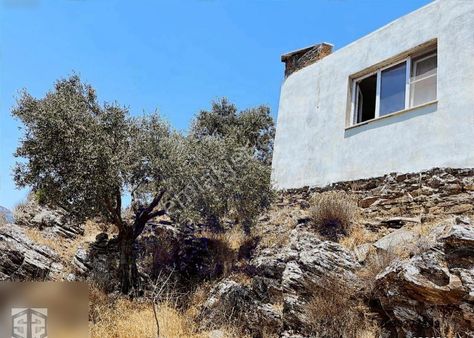 İzmir Selcuk Belevi Köyü 8146 M2 İçinde Evi Olan Zeytinlik