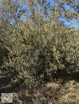 Keleceköy Mahallesi Satılık Kupon Zeytin Bahçesi