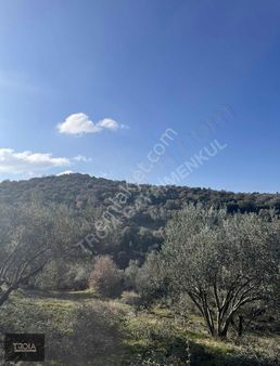 Ezine Körüktaşı Köyünde Kupon Zeytinlik